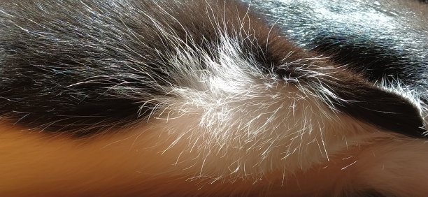 黑色和白色衣服的猫的羊毛。特写镜头。动物腹部毛茸茸的白色绒毛图片下载