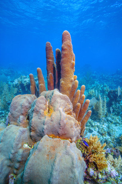 加勒比珊瑚花园图片下载