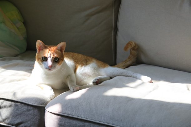 猫咪在玩休闲游戏图片下载