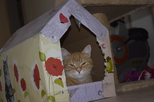 房子的秘密图片下载