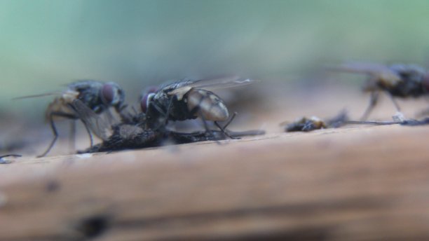 苍蝇自相残杀。为了不挨饿。图片下载