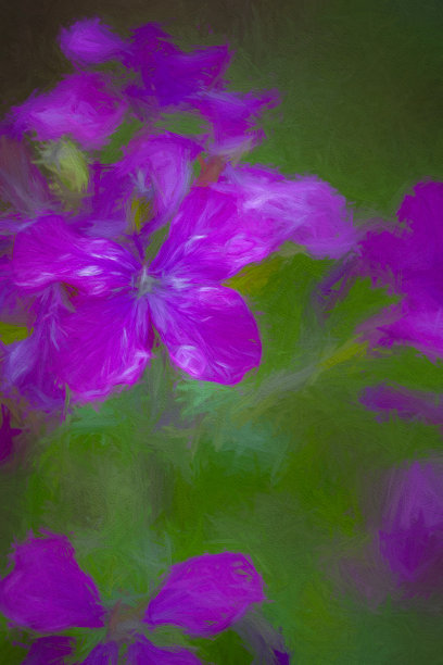 夹竹桃花的头图片下载