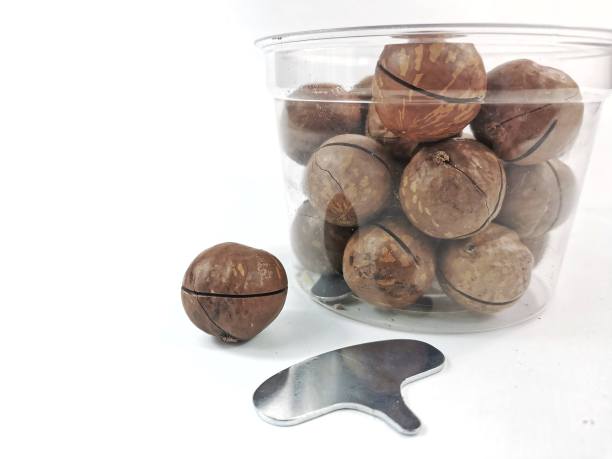 澳洲坚果在白色背景上的照片。图片下载