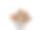 澳洲坚果在白色背景上的照片。图片下载