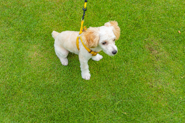 公园里戴着狗链的白色狮子狗图片下载