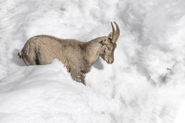 雪地里的小阿尔卑斯山山羊(卡普拉山山羊)图片下载