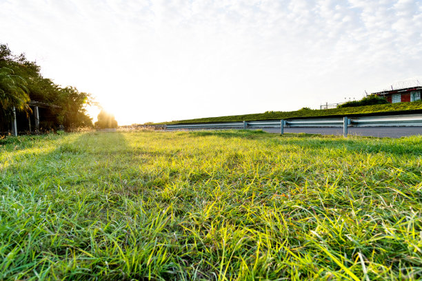 绿色的草地和路边的树木图片下载