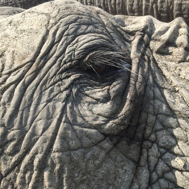 大象的眼睛图片下载