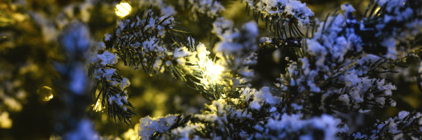 圣诞树的枝头在雪地里闪烁着金光闪闪的花环。横幅图片下载