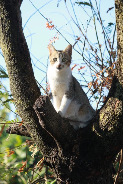 猫坐在树上图片下载