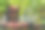 成熟多汁的红苹果躺在花园里的盒子里。夏日阳光明媚的果园里。摘水果。农业的概念。图片下载