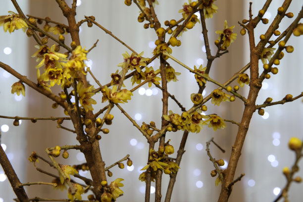 Calycanthus圣诞花图片下载