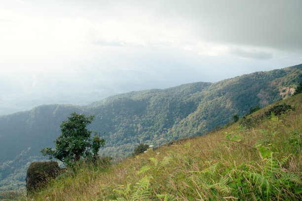 山地森林图片下载