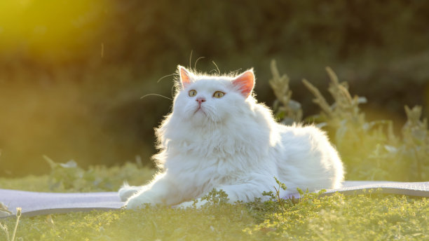 这只白色的波斯猫优雅地坐着，抬头望着早晨的花园。图片下载