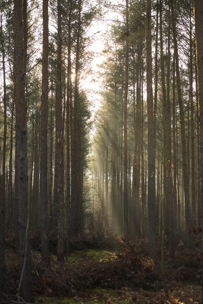 阳光照射在部分阴暗而雾蒙蒙的松林中图片下载
