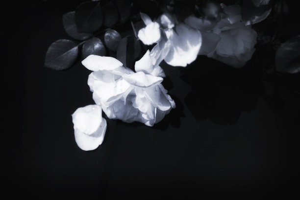 黑色和白色玫瑰背景图片下载