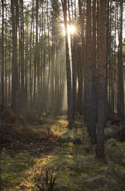阳光照射在部分阴暗而雾蒙蒙的松林中图片下载