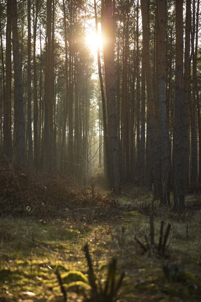 阳光照射在部分阴暗而雾蒙蒙的松林中图片下载
