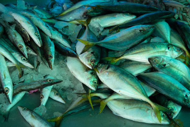 鱼市上出售的各种新鲜鱼类图片下载