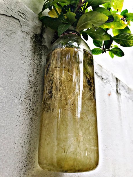 瓶子里的根图片下载