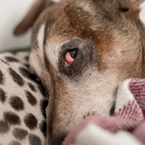 狗的头杰克罗素梗与红色生病的眼睛和悲伤的样子图片下载