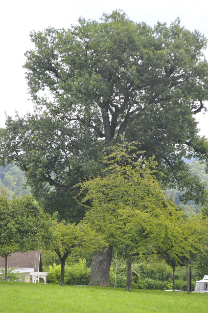 树冠和树叶图片下载