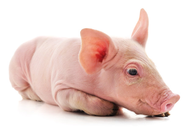 小粉红猪。图片下载