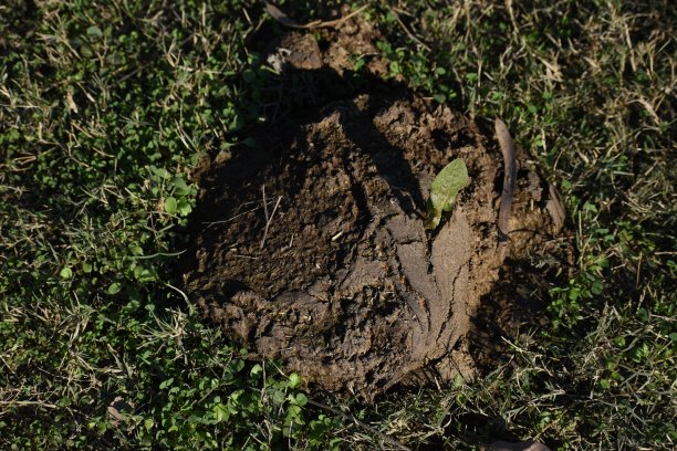 这种植物图片下载