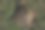 这种植物图片下载