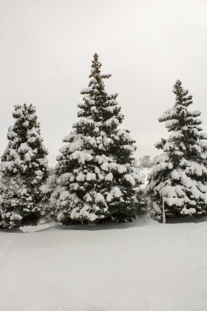 积雪覆盖的树木图片下载