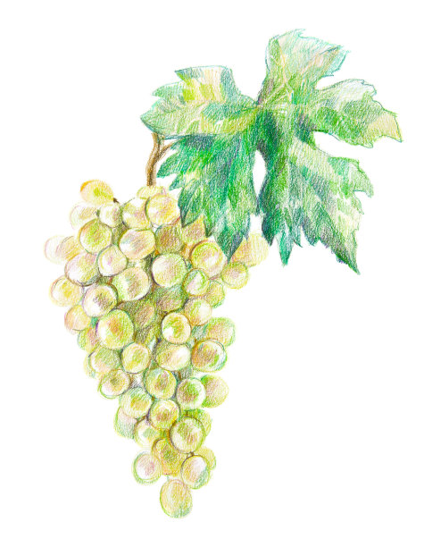 一串带叶子的葡萄。彩色铅笔画图片下载