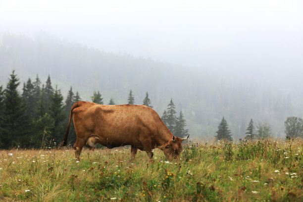 一头红牛在夏日的草地上吃草，背景是群山。牛年。山区的农村农场。牛吃草。图片下载