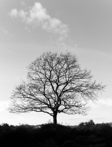 荒野上一棵高大挺拔的橡树的黑白剪影。图片下载