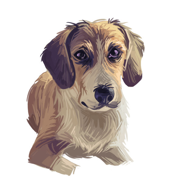 施韦策劳芬猎犬动物品种长耳德国幼犬，数字艺术插图。德国宠物狗肖像狗手绘肖像。训练动物的图形剪贴画设计。图片下载