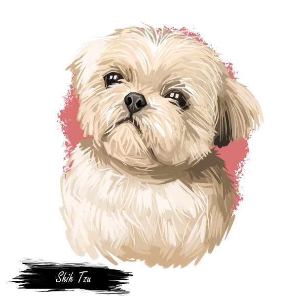狮子狗、玩具、宠物数码艺术。小菊品种水彩画特写人像，手绘的犬口原产于中国图片下载