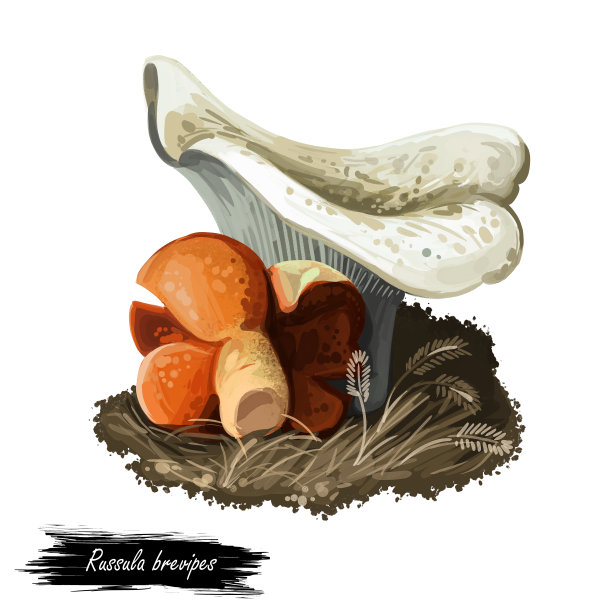 红菇短节，短茎或短短的脆性蘑菇特写数码艺术插图。带灰点的白色牛肝菌。蕈生季节，生长在木材和森林中的采集植物图片下载