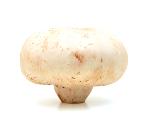 白色背景上的白色蘑菇图片下载