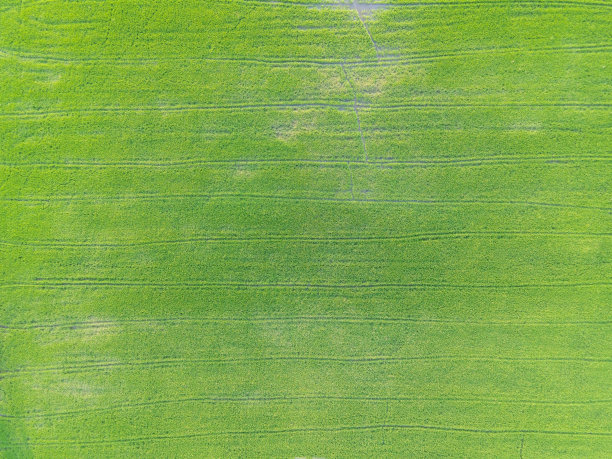 鸟瞰图的稻田俯视图或鸟瞰图拍摄。图片下载