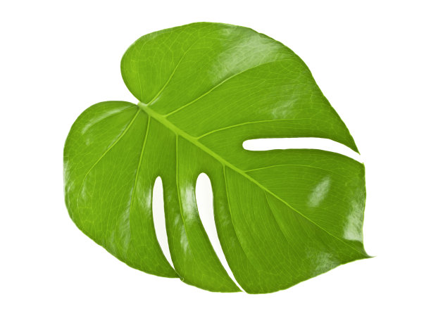 Monstera叶子孤立在白色背景图片下载