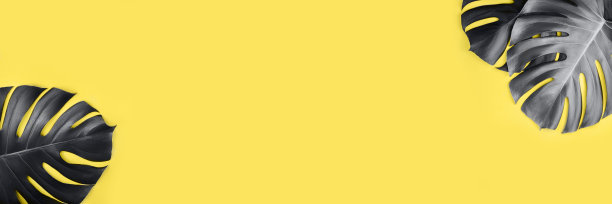 旗帜由热带灰色怪物叶孤立在黄色背景。图片下载