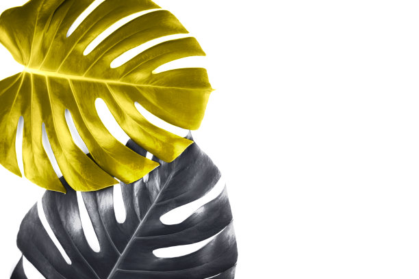 两片热带的黄色和灰色的巨叶孤立在白色的背景上。图片下载