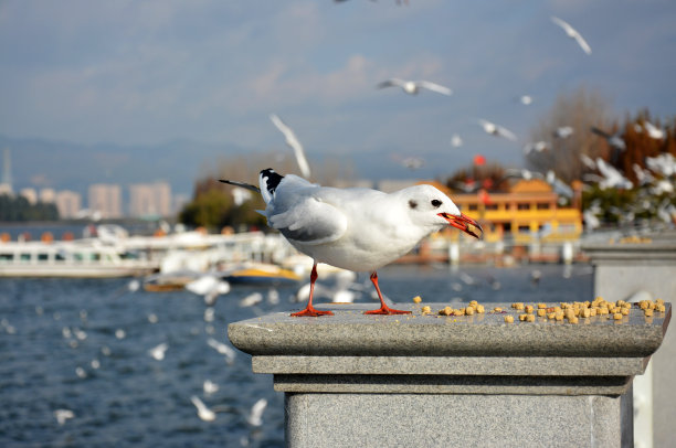 一只Larus ridibundus小心翼翼地拿着饲料图片下载