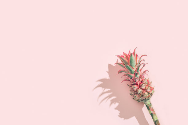 矮种观赏的粉红色菠萝花，在粉红色的纸上作背景。假日邀请复古色调。图片下载