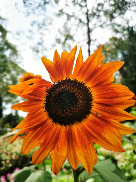 花园里常见的向日葵图片下载