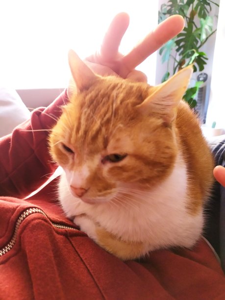 橙白猫图片下载