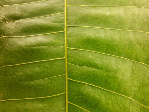 芒果叶子图片下载