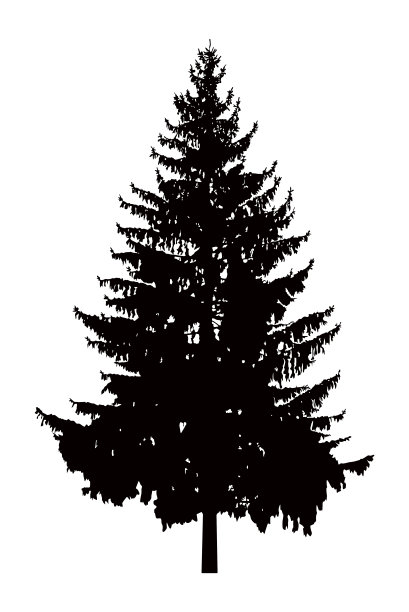 松树的剪影。图片下载