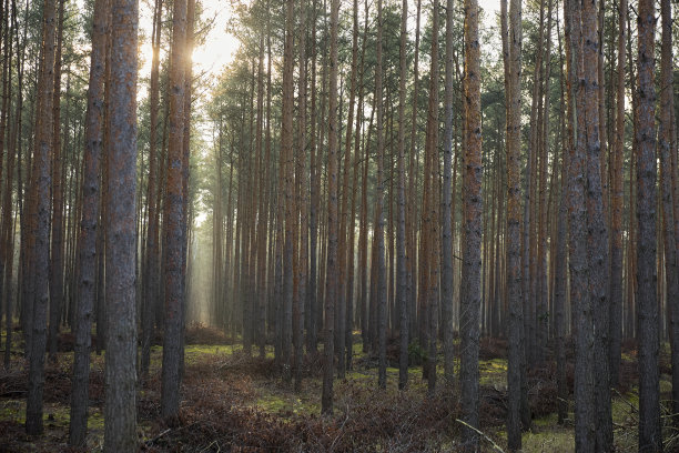 阳光照射在部分阴暗而雾蒙蒙的松林中图片下载