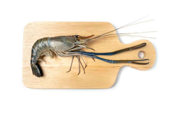 靠近鲜虾和长臂孤立在白色背景。白色背景上的巨型河虾。烤大虾是很受欢迎的泰国菜。图片下载