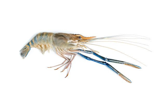 靠近鲜虾和长臂孤立在白色背景。白色背景上的巨型河虾。烤大虾是很受欢迎的泰国菜。图片下载